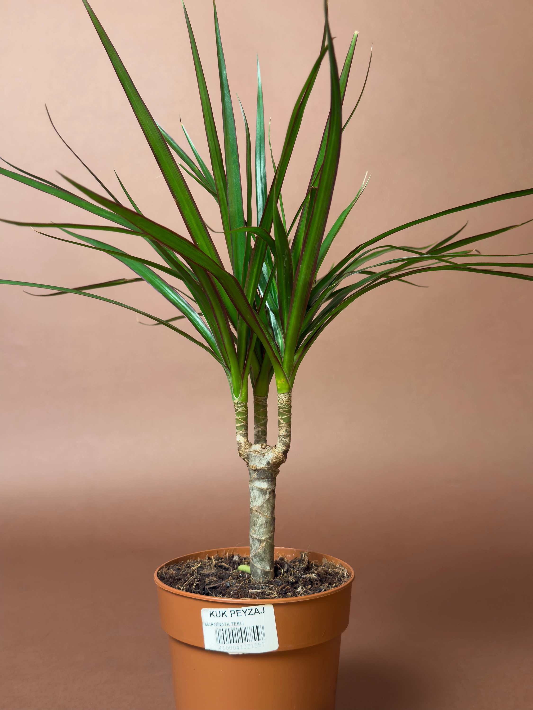 Mini Dracaena Marginata 30 Cm Tek Gövdeli Kompakt Form