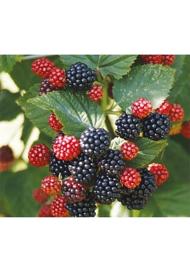 Jumbo Böğürtlen Fidanı Açık Kök 40-80 Cm