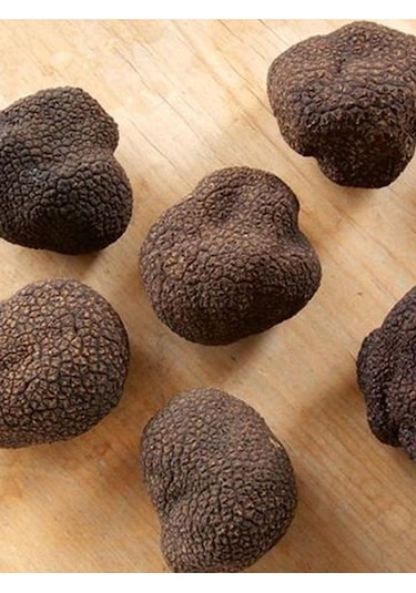Siyah Trüf Mantarı Tuber Magnatum Mantar Tohumu 200 Gr