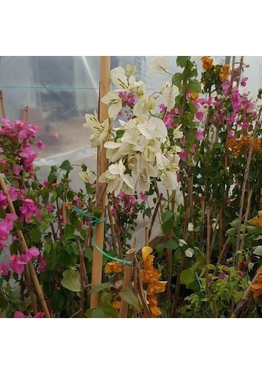 Begonvil Gelin Duvağı Fidanı. Saksıda