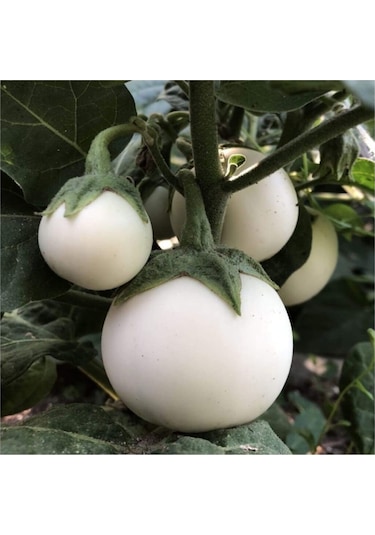 Nadir İthal Beyaz Dolmalık Patlıcan Tohumu 10 Adet Tohum