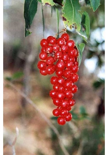 Bahçevilya 1 Adet 2 Yaşında Tüplü Frenk Üzümü Fidanı Ribes Rubrum