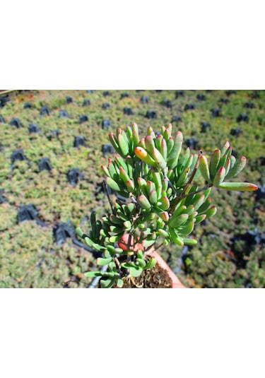 İzmir Güzeli Çiçeği 45 Adet