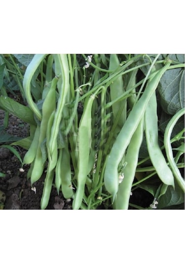 Balkız Fasulye Tohumu 1 KG