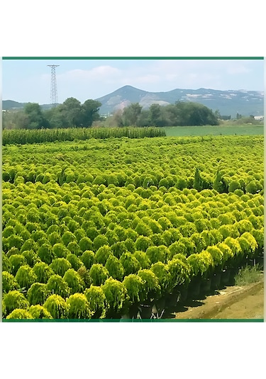 Limon Selvi Tek Top 50 Cm