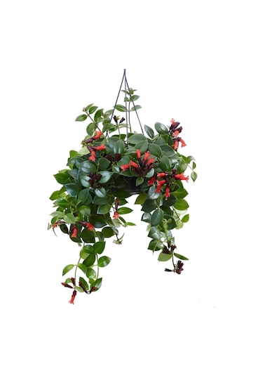 Askılı Saksıda Ruj Çiçeği Aeschynanthus Sarmaşığı