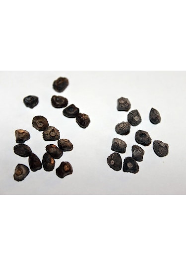 Muz Bonzai Tohumu Saksı Toprak Seti Banana Bonsai