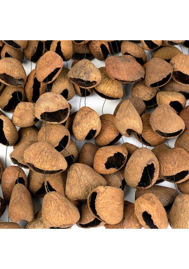 Sela Seed Chime Pangi Sesdc3