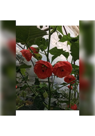 Japon Gülü Chinese Rose / Hibiscus 70 - 120 Cm Tüplü