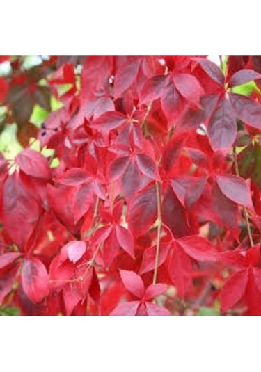 10 Adet Tohum Nadir İthal Japon Sarmaşık Tohumu Duvar Sarmaşık Hediye Tohumlu