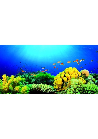 Kanki Pet Akvaryum Arka Fon Yapıştırma 125x63 Cm Kp1256327
