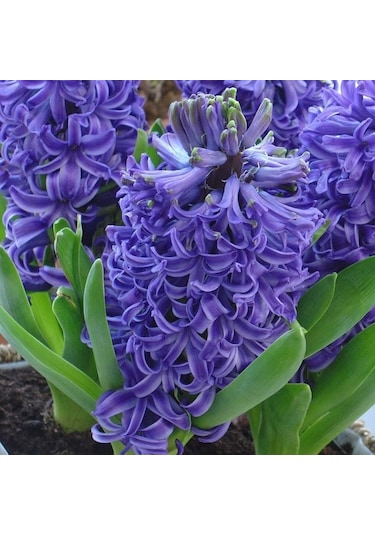 Blue Pearl Kokulu Sümbül Soğanı 3 Adet