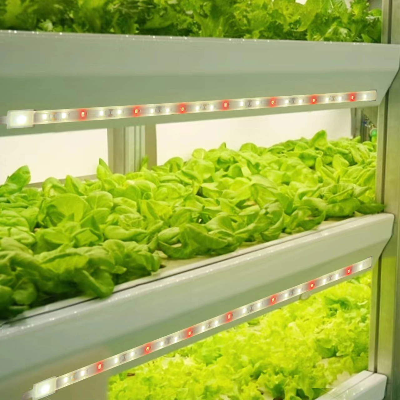 Dianziye Bitki Büyüme Led Işığı Kırmızı Islak Işık 3/9/12 Saat Akıllı Zamanlama 4 Seviye Parlaklık Usb Plug & Play 100cm