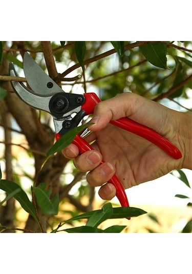 Pazly Meyve Makası, Makası, Makası Budama Budama Bahçe Ağaçları Cq