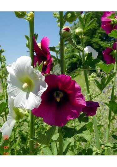 Süper Paket 150 Adet Tohum Hatmi Çiçeği Tohumu Gülhatmi Çiçeği Tohumu Çiçek Tohumu