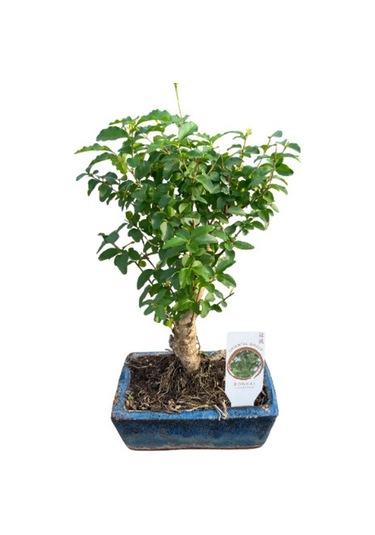 Bonsai - Ligustrum