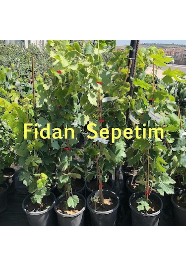 2 Yaş Michele Palieri Üzüm Fidanı