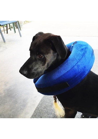 Homyl Şişme Kedi Köpek Tasması Elizabeth Yakasına Alternatif