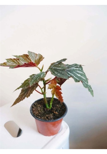 Çınar Yapraklı Çilli Begonya Çiçeği 1 Adet Saksılı 20-40cm