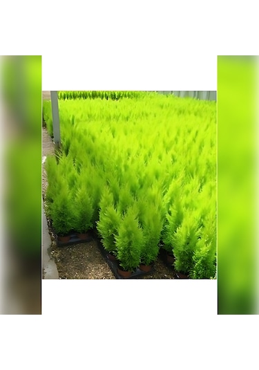 Limon Servi Cupressus Macrocarpa Goldcrest 100 Cm