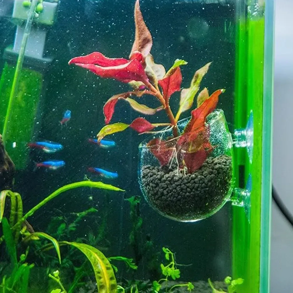 Kosona Akvaryum Cam Bitki Süs Tepsisi, Su Bitkileri İçin Güneş Işığı Alımı Ve Su Kalitesi İyileştirici, Sürekli Emiciyle Sabitlenir
