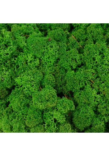 Trend Bahçe Forest Green Şoklanmış Reindermoss Teraryum Yosunu 50 G