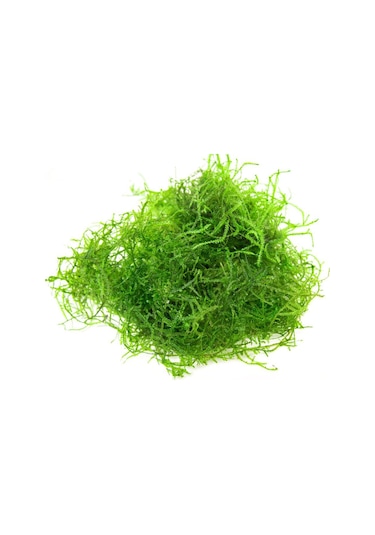 Java Moss Akvaryum Bitkisi 5x5 Paslanmaz Tele Sarılı 10'lu Paket