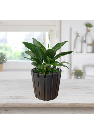 Poliwork Akasya 17 Cm Çit Görünümlü Saksı Antrasit