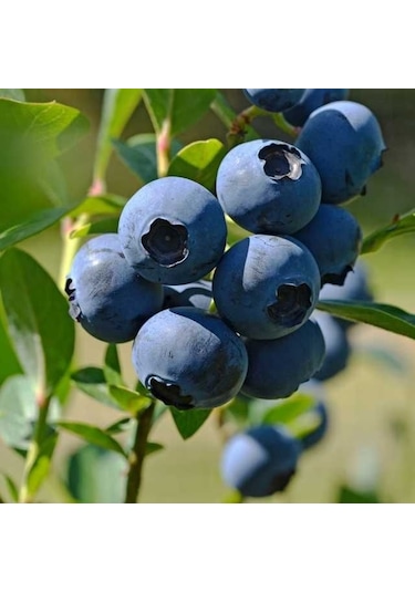 Yaban Mersini Meyve Fidanı Vaccinium Myrtillus