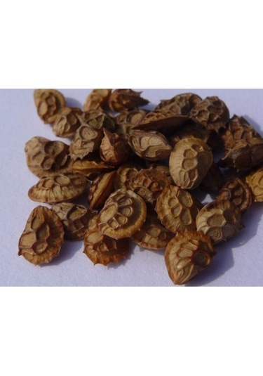 Korunga Tohumu Arı Otu Tohumu 5 Kg