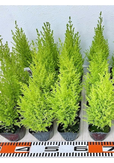 Kokulu Limon Çamı Fidanı 40 Adet Tüplü 15-25cm Hesperocyparis Macrocarpa