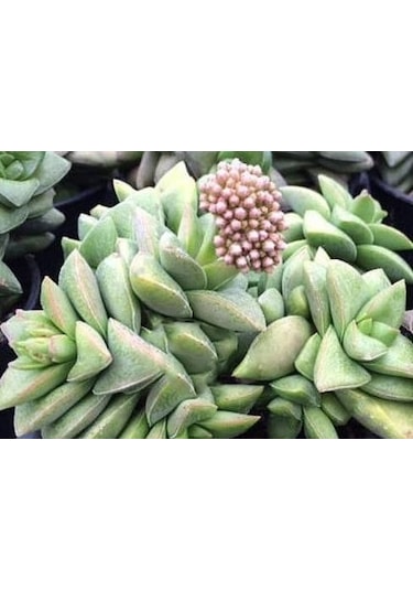 Crassula Springtime - 10 Adet Sukulent - Teraryum Bitkisi