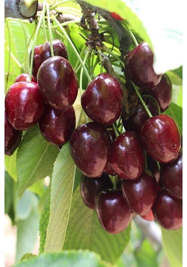 2 Adet Napolyon Kiraz Fidanı 3 Yaş