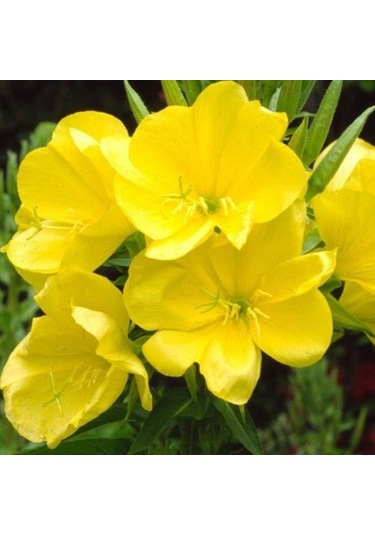 Eko Paket 125 Tohum Ezan Çiçeği Tohumu Çiçek Tohumu Gece Mumu