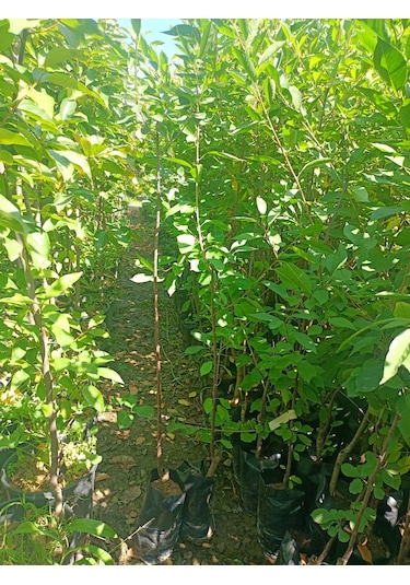 Yeşil Deniz Fidancılık Tüplü Kütahya Vişne Fidanı 100-150 Cm
