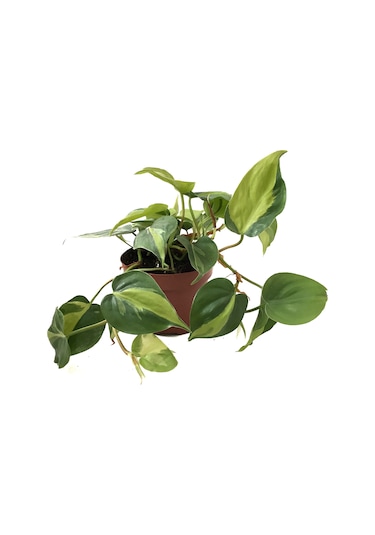 Philodendron Cordatum 'Brasil' Ø12 CM Y20-25 CM