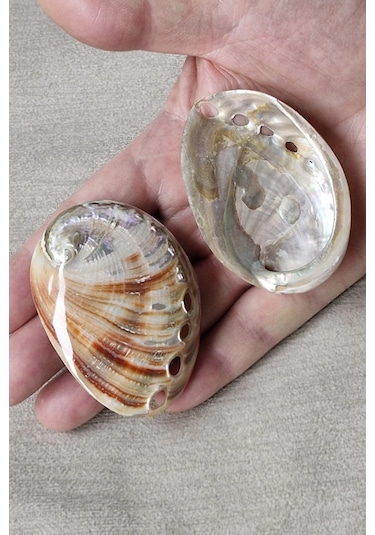 Orta Boy Abalone Shell Renkli Istiridye Kabuğu 116-2