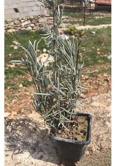 Aromatik Lavanta Fidanı Fidesi 10-20 Cm N11.134