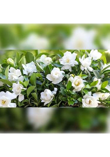 Gardenya 50-80 Cm 2-3 Yaş Yoğun Kokulu