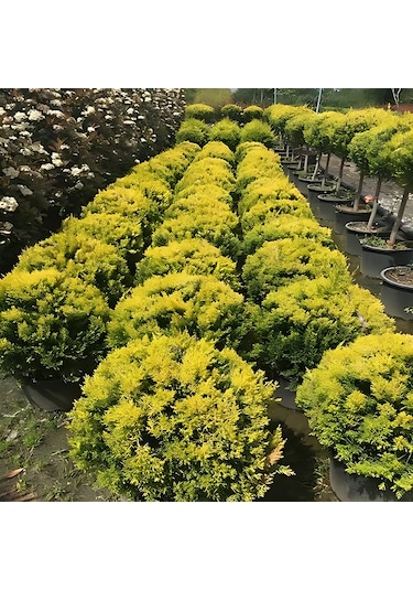 Limon Selvi Tek Top 50 Cm