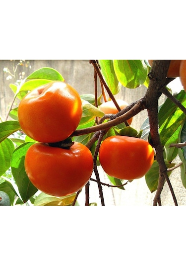 Hachiya Trabzon Hurması Fidanı Cennet Meyvesi 3 Yaş Tüplü Ve A