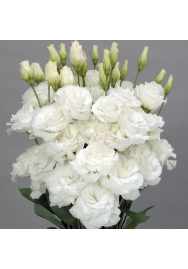Katmerli Allamonde S.white Lisianthus Çiçeği Fidesi 3 Adet