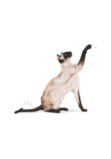 Royal Canin Siamese 38 Yetişkin Kedi Maması 2 KG