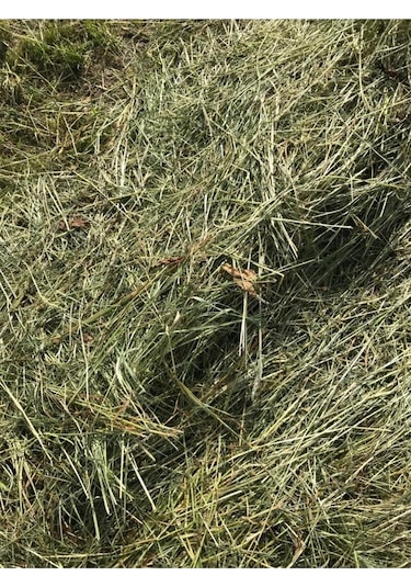 Çayır Otu Taze Yeşil ve Kuru Kemirgen Otu 1 KG