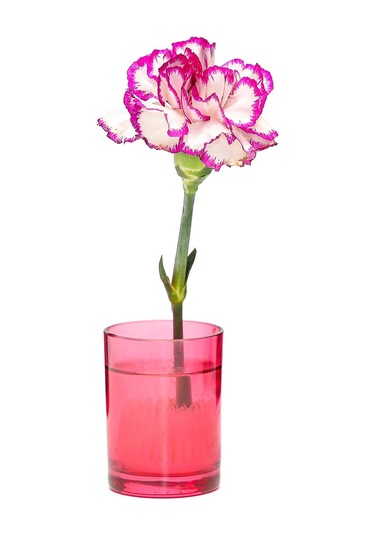 Flora Design-minimal Kırmızı Cam Vazo Kırmızı