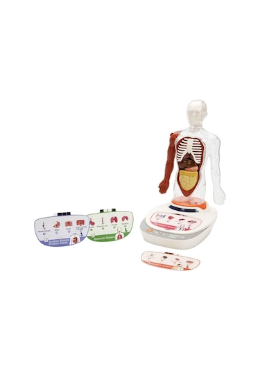 S00005280 Bilim Set İnsan Vücudu Modeli 23prç -sun