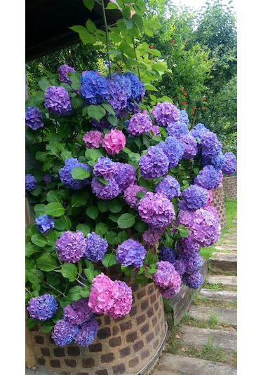 4 Adet Renk Değiştiren Gösterişli Ortanca Çiçeği Fidanı