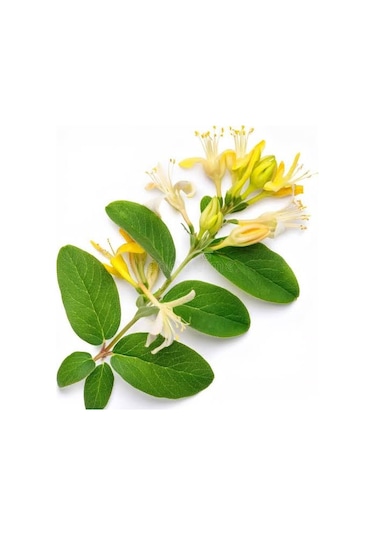 Hanımeli Lonicera Periclymenum Fidanı 15-25 Cm