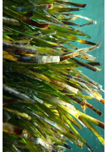 Yosun Yağı - 2 X 20ml 20 ML