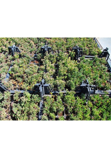 İzmir Güzeli Çiçeği 45 Adet